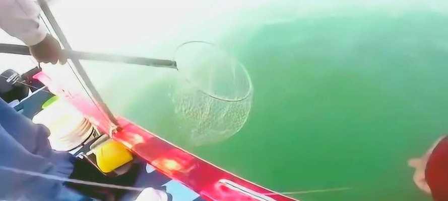 海边活虾钓鱼技巧有哪些？如何提高钓鱼成功率？