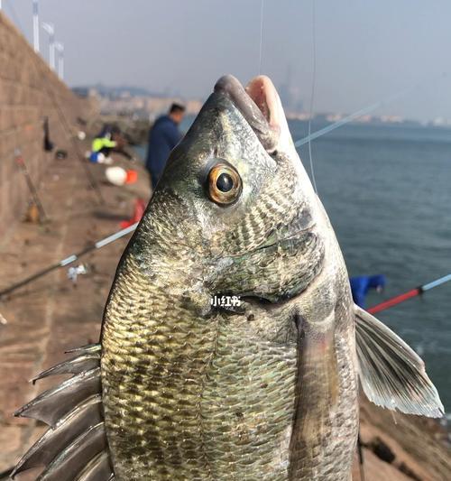 海边码头钓鱼技巧有哪些？如何提高钓鱼成功率？