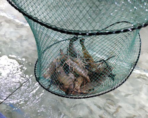 海边码头钓鱼技巧挂死虾有哪些？如何提高钓获率？