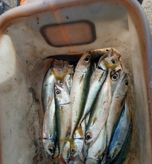 海边码头钓鱼用饵技巧有哪些？如何提高钓鱼成功率？