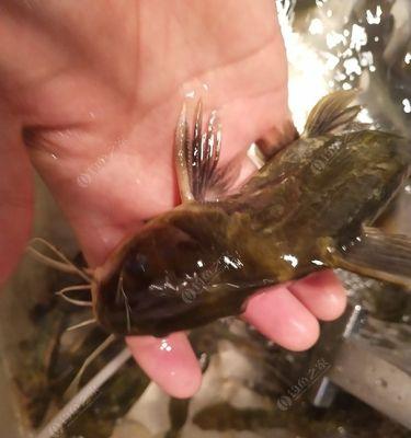 海边沙虫钓鱼技巧教程？如何提高钓鱼成功率？