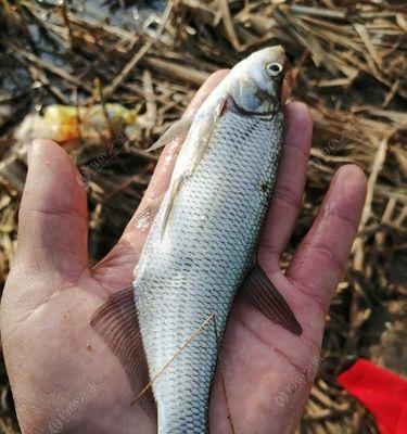 海边手竿钓鱼技巧用什么饵料？如何选择最佳饵料提高钓获率？